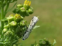 Distelhermelijntje [Myelois circumvoluta]